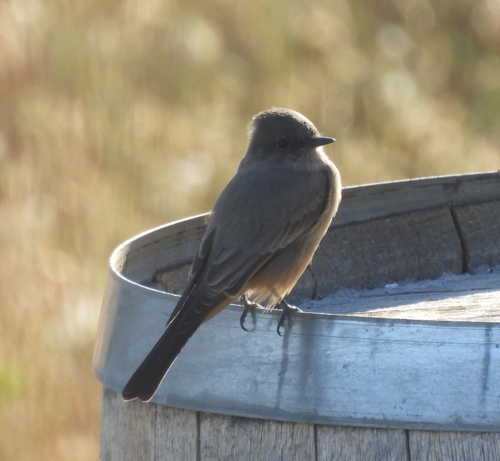 Say's Phoebe - ML640653294