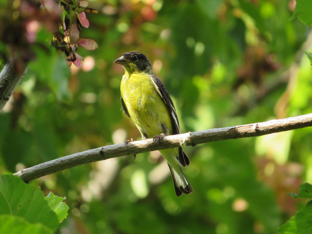 Lesser Goldfinch - ML640653298