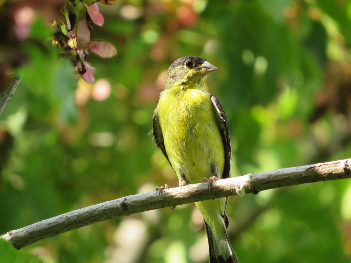 Lesser Goldfinch - ML640653299