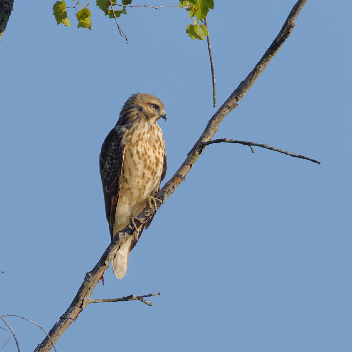 Red-shouldered Hawk - ML640653404