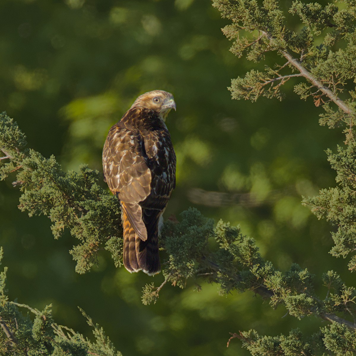 Red-shouldered Hawk - ML640653405
