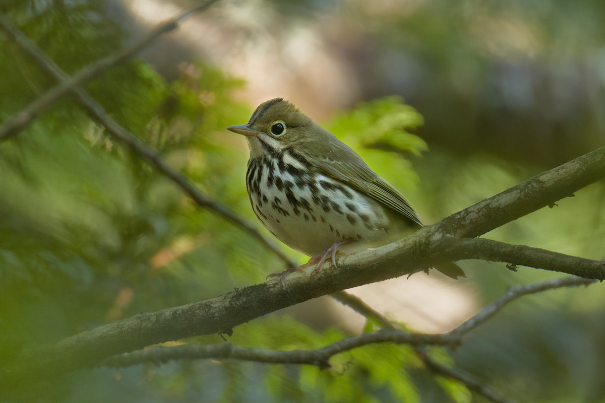 Ovenbird - ML640653418