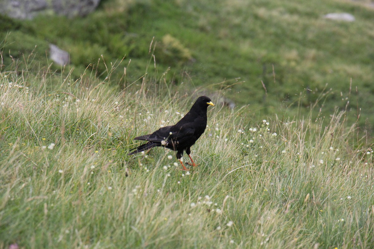 Yellow-billed Chough - ML640653420