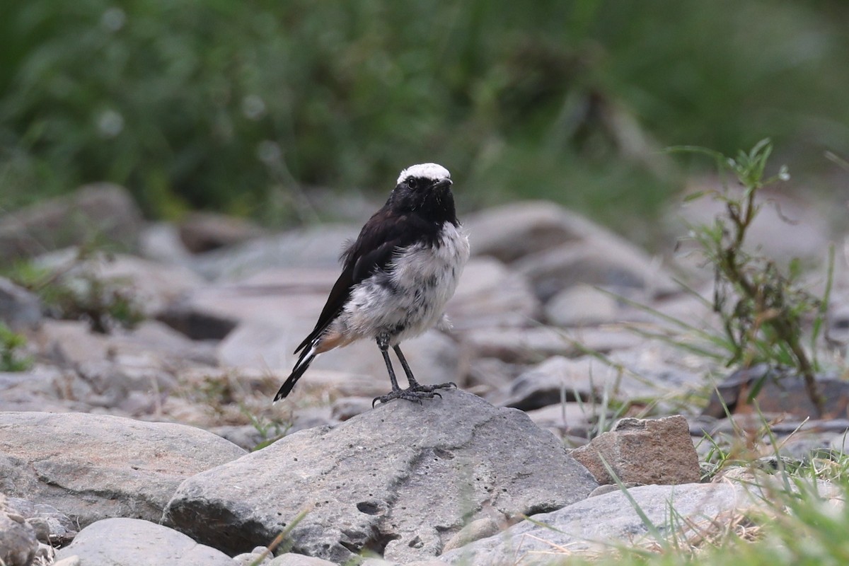 Arabian Wheatear - ML640653422