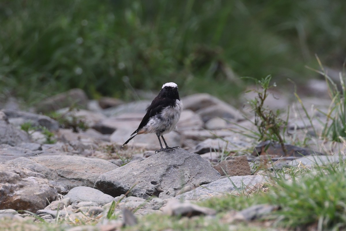 Arabian Wheatear - ML640653423