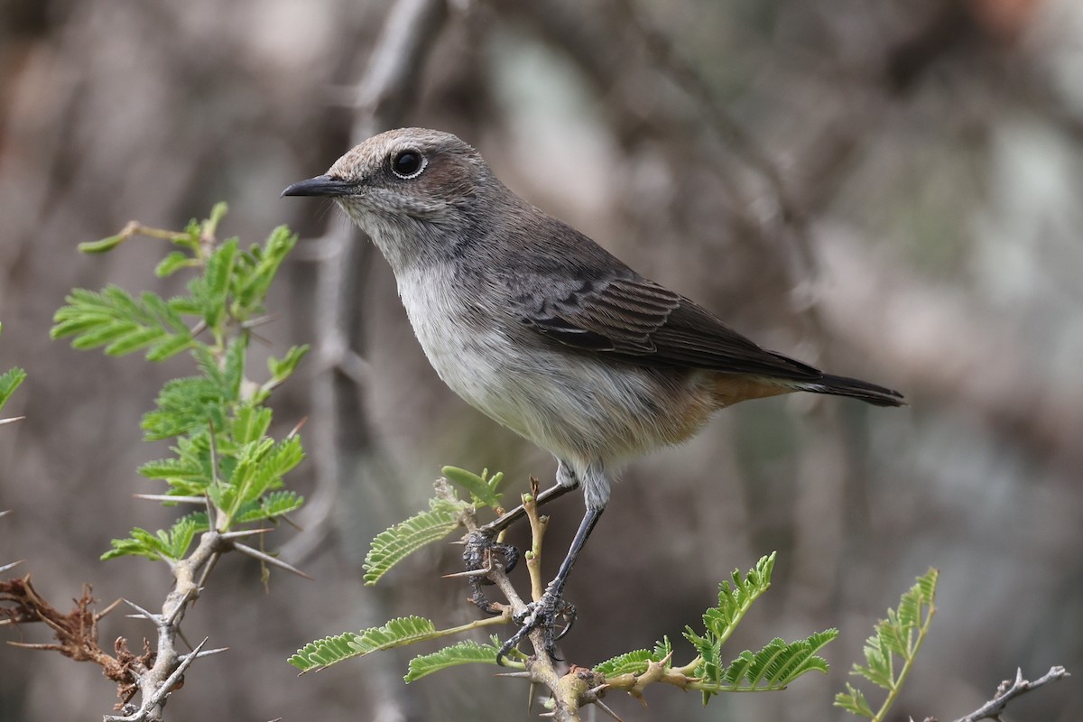 Arabian Wheatear - ML640653424