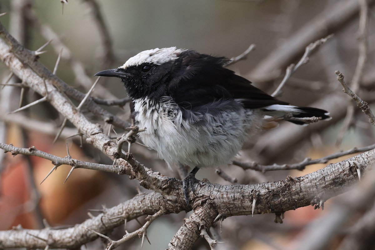 Arabian Wheatear - ML640653425