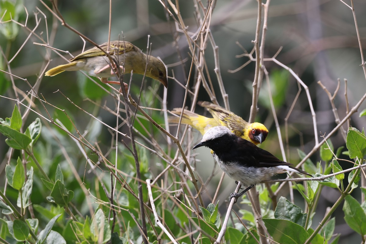 Rüppell's Weaver - ML640653426