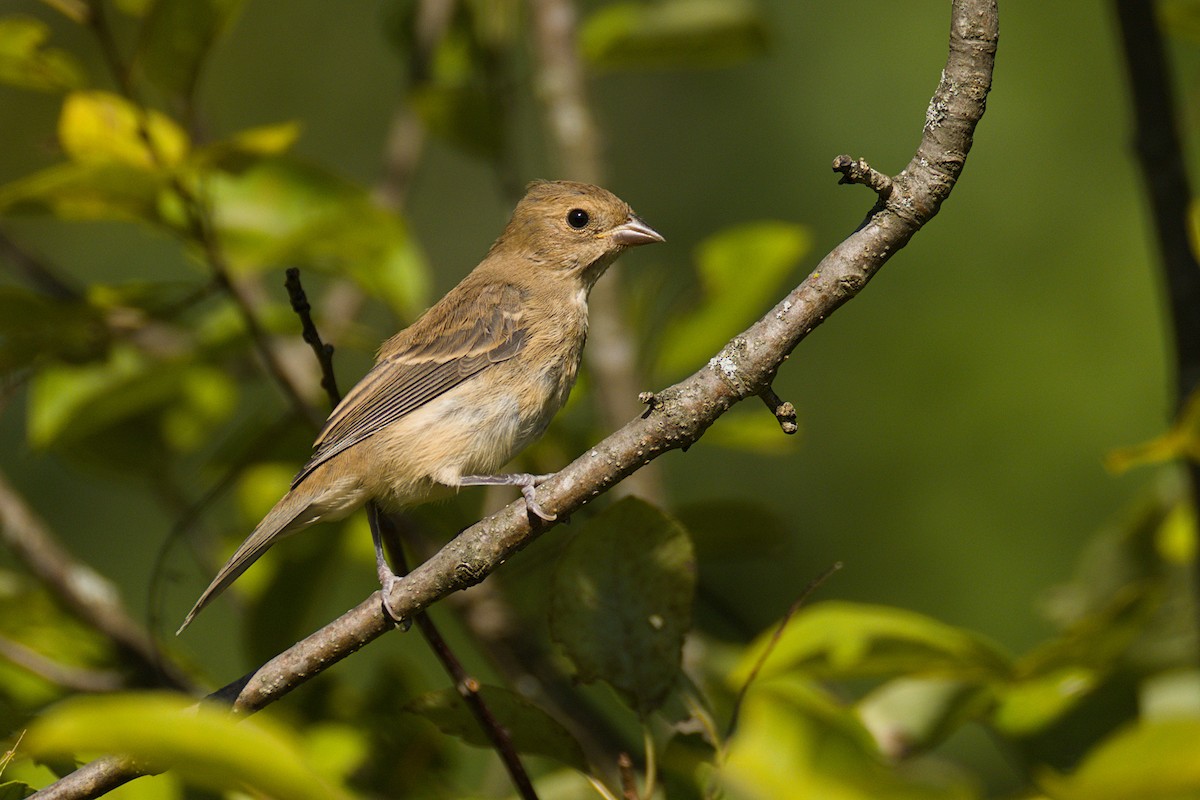 Indigo Bunting - ML640653427
