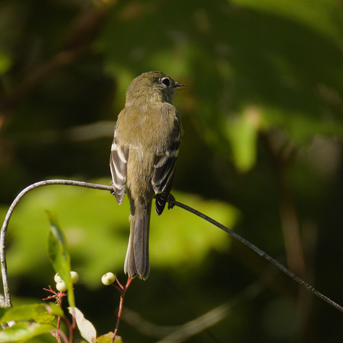 Least Flycatcher - ML640653434