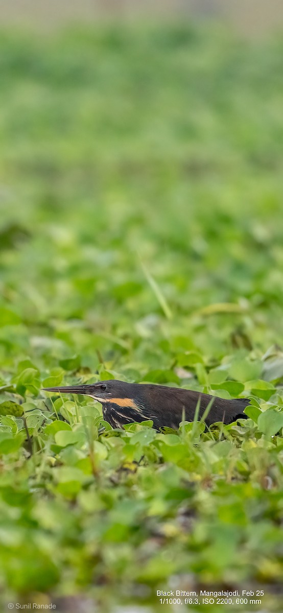Black Bittern - ML640653447