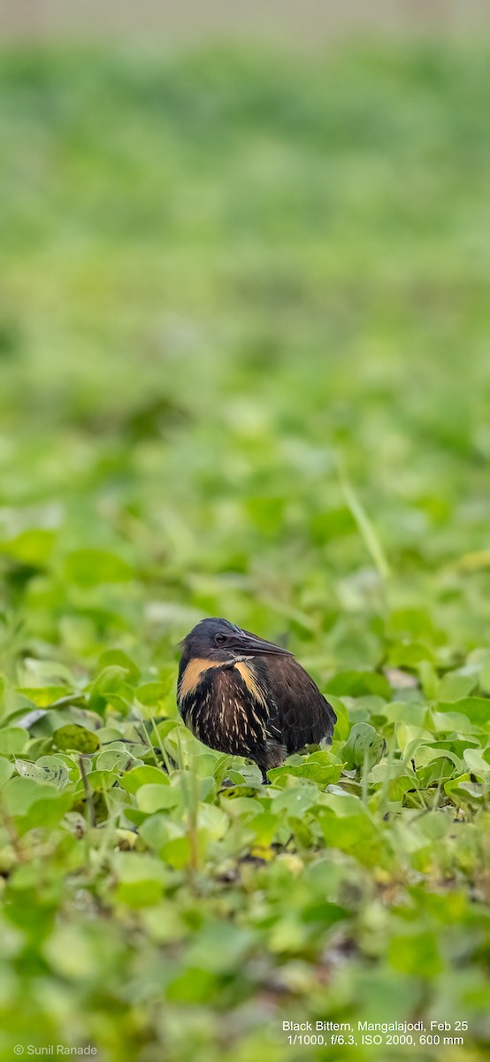 Black Bittern - ML640653449