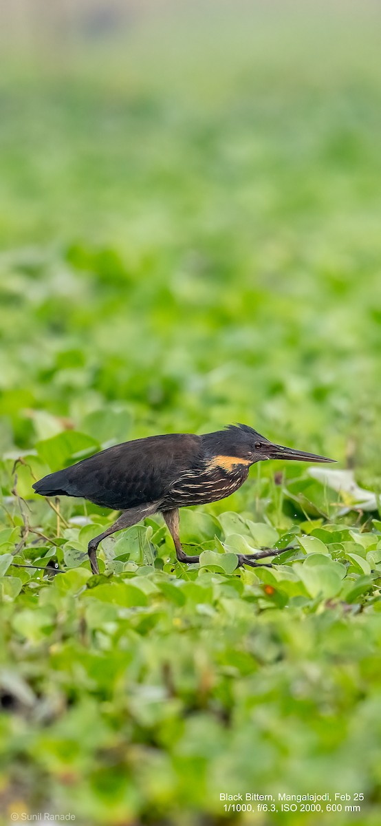 Black Bittern - ML640653450