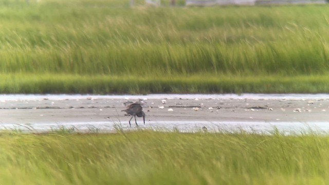 Reddish Egret - ML640653480