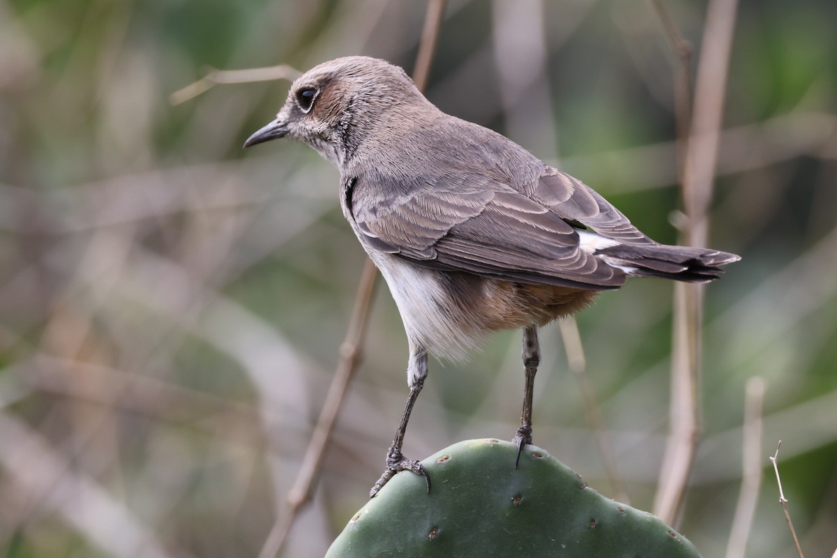 Arabian Wheatear - ML640653488