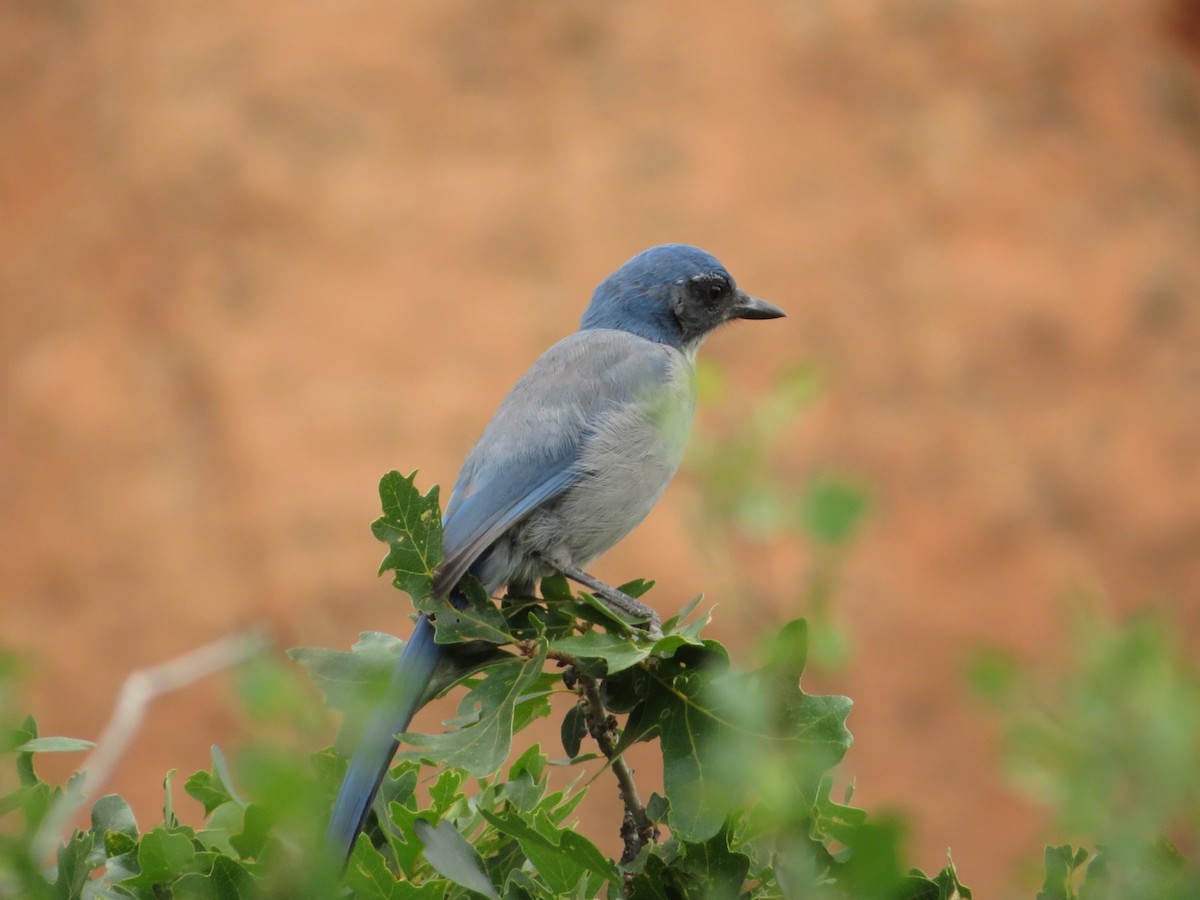 Woodhouse's Scrub-Jay - ML640653493