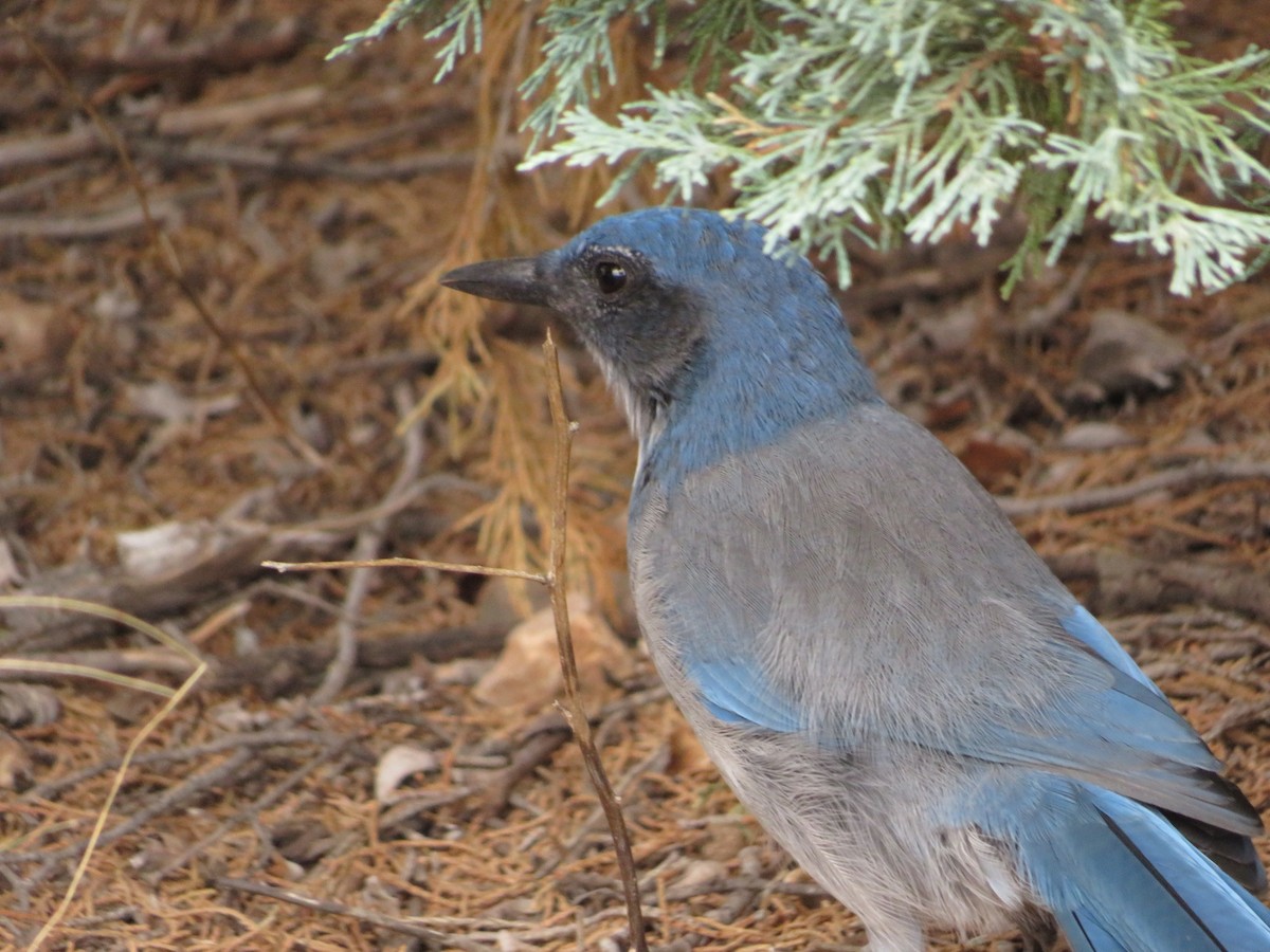 Woodhouse's Scrub-Jay - ML640653494