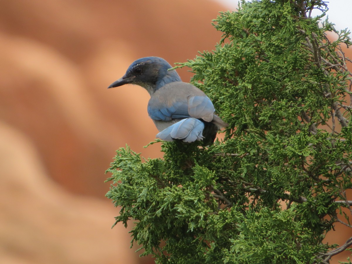 Woodhouse's Scrub-Jay - ML640653495