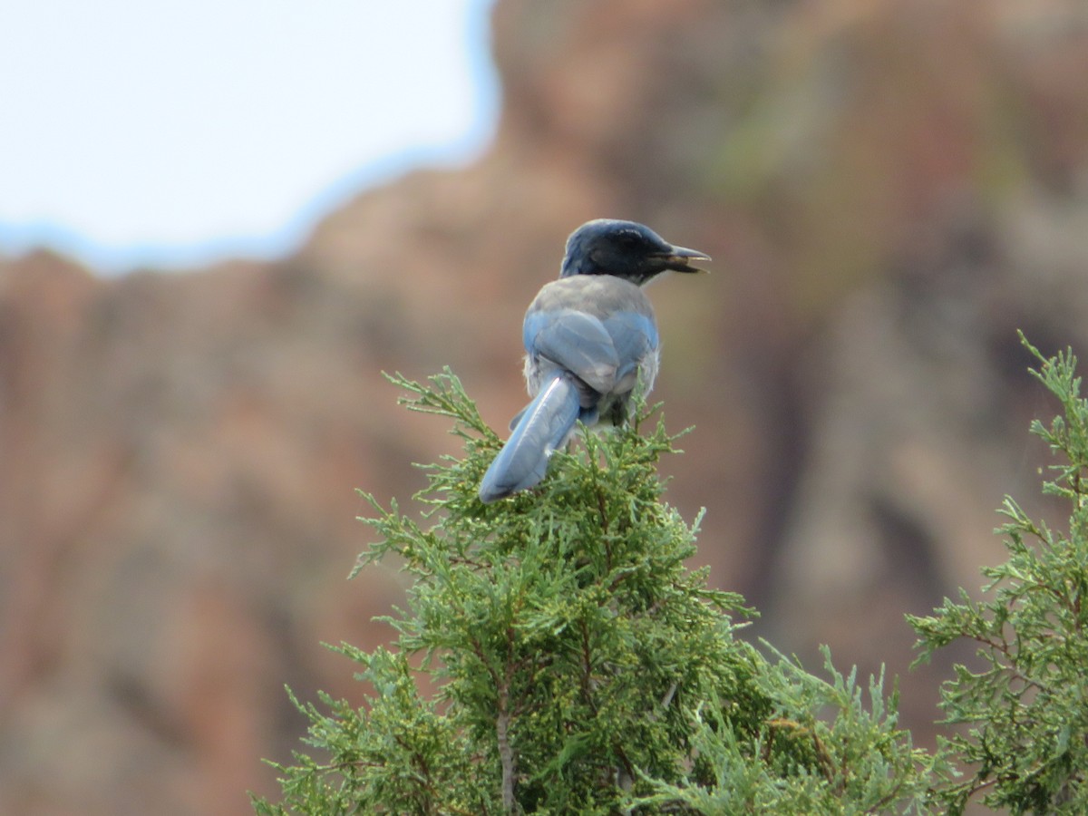 Woodhouse's Scrub-Jay - ML640653496