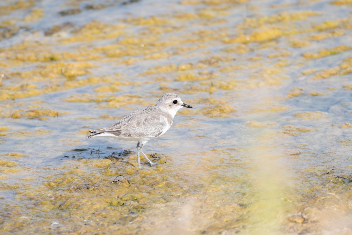 東方環頸鴴(alexandrinus/nihonensis) - ML640653531