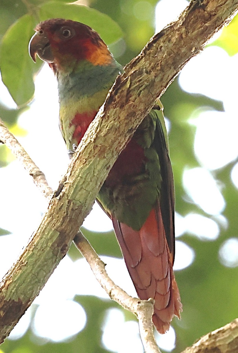 Ochre-marked Parakeet - ML640653535
