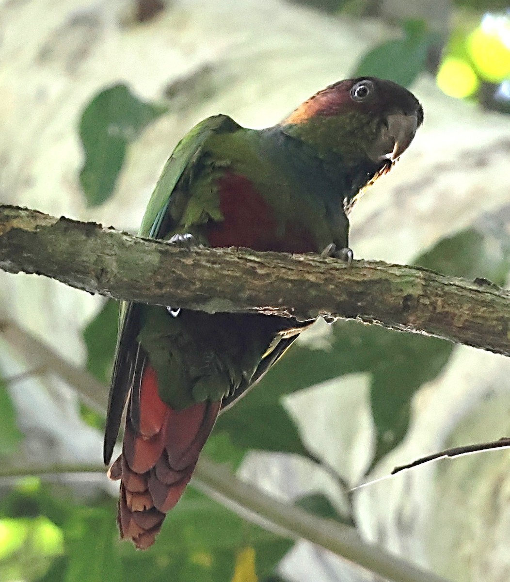 Ochre-marked Parakeet - ML640653537