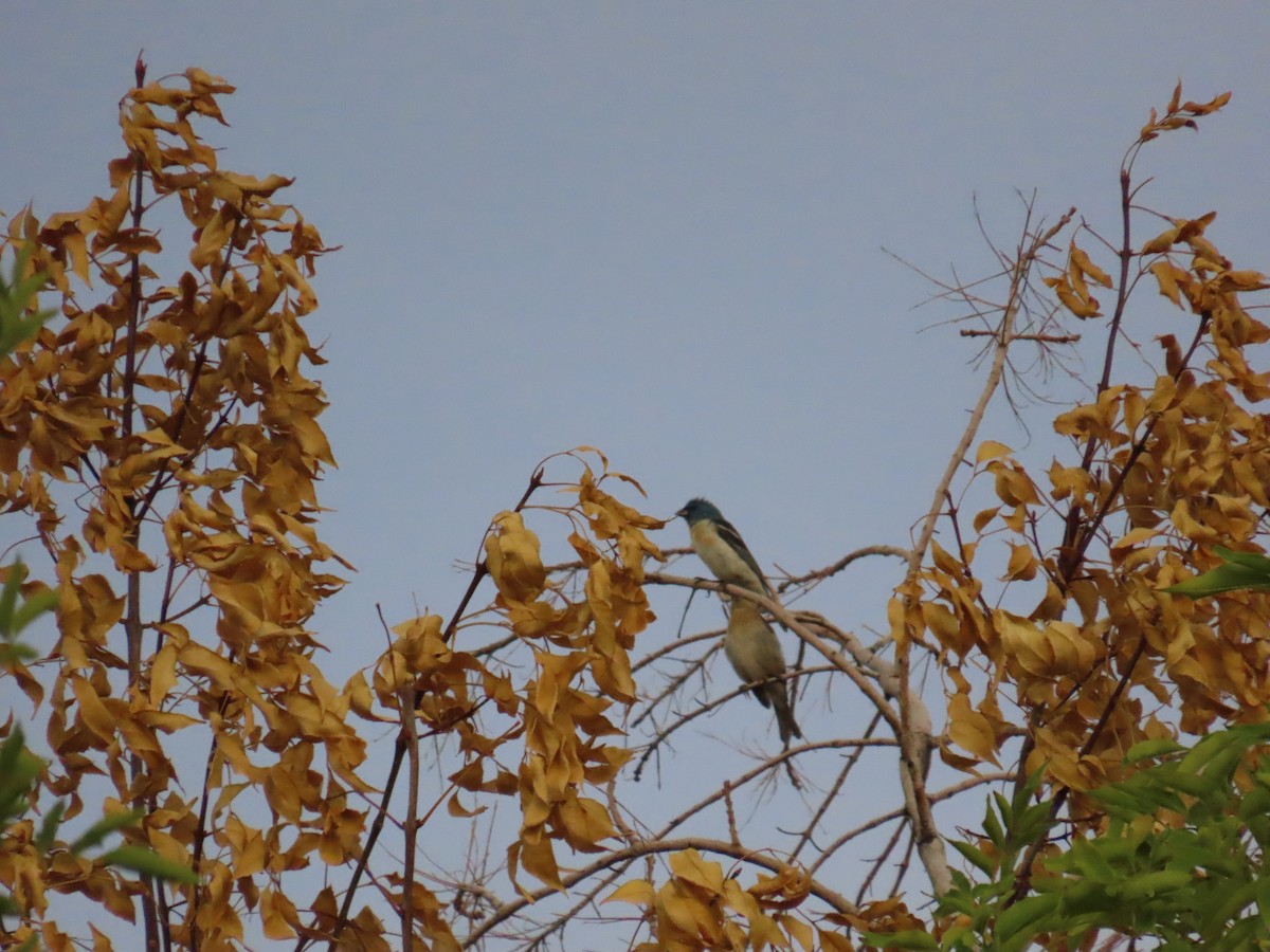 Lazuli Bunting - ML640653581
