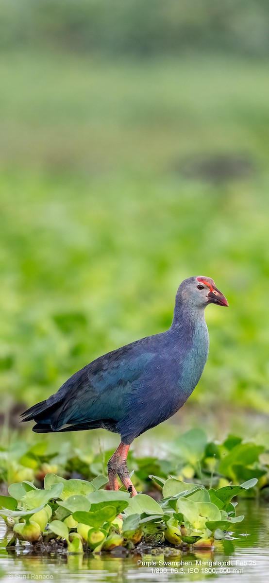 Gray-headed Swamphen - ML640653622