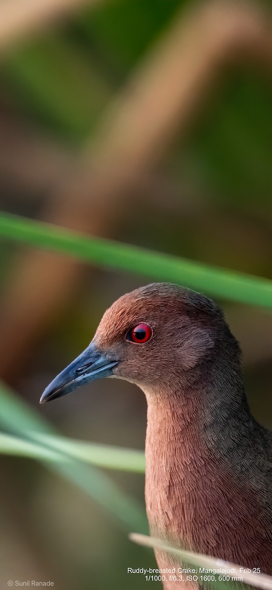 Ruddy-breasted Crake - ML640653627