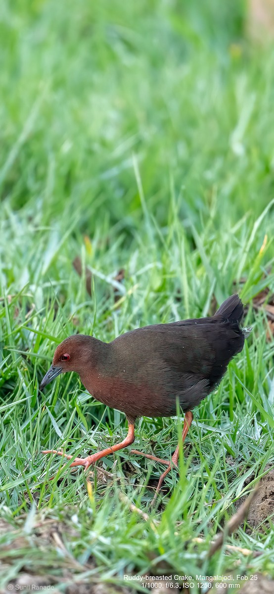 Ruddy-breasted Crake - ML640653628
