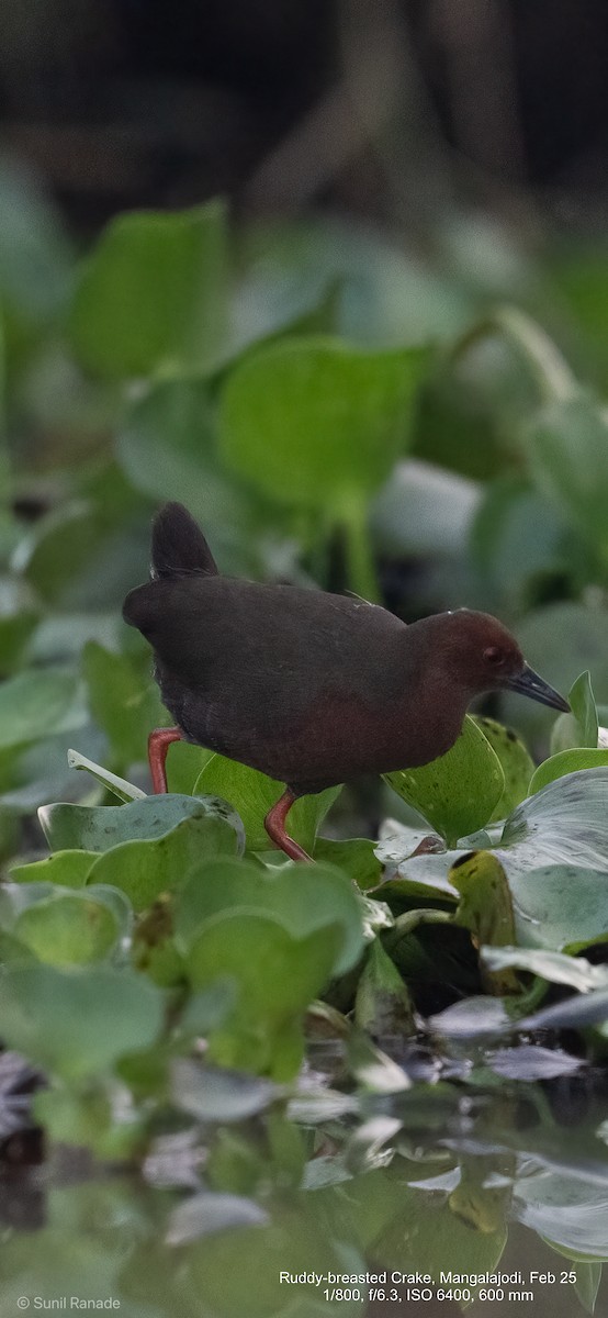 Ruddy-breasted Crake - ML640653629