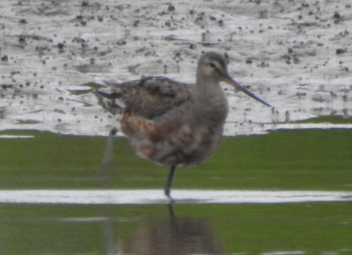 Hudsonian Godwit - ML640653663