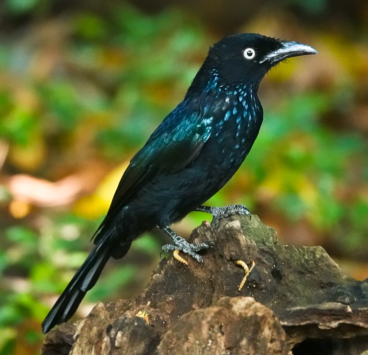 Hair-crested Drongo (Javan) - ML640653665