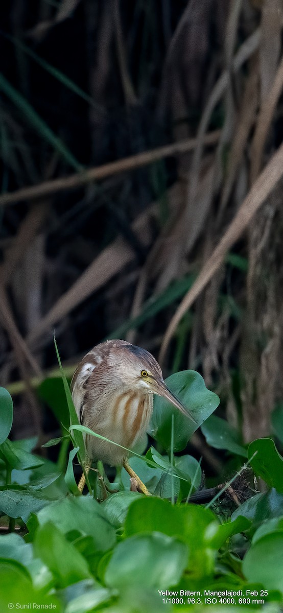 Yellow Bittern - ML640653670
