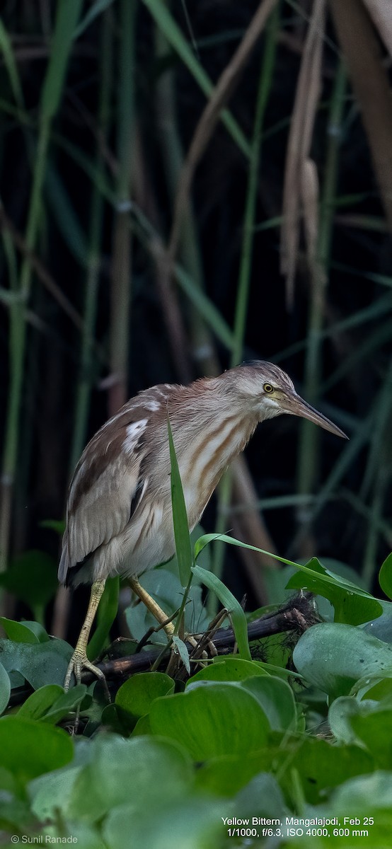 Yellow Bittern - ML640653671