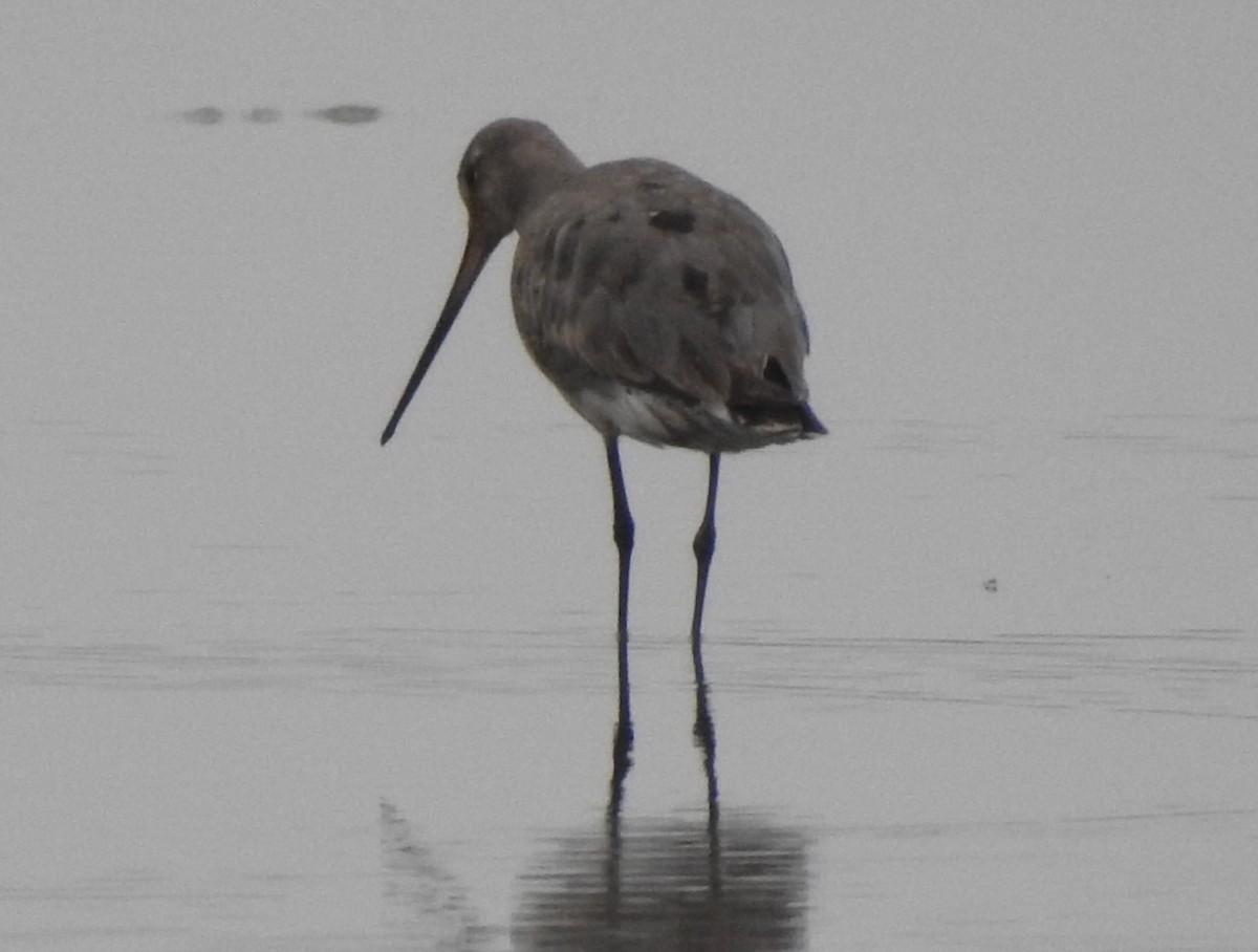 Hudsonian Godwit - ML640653674