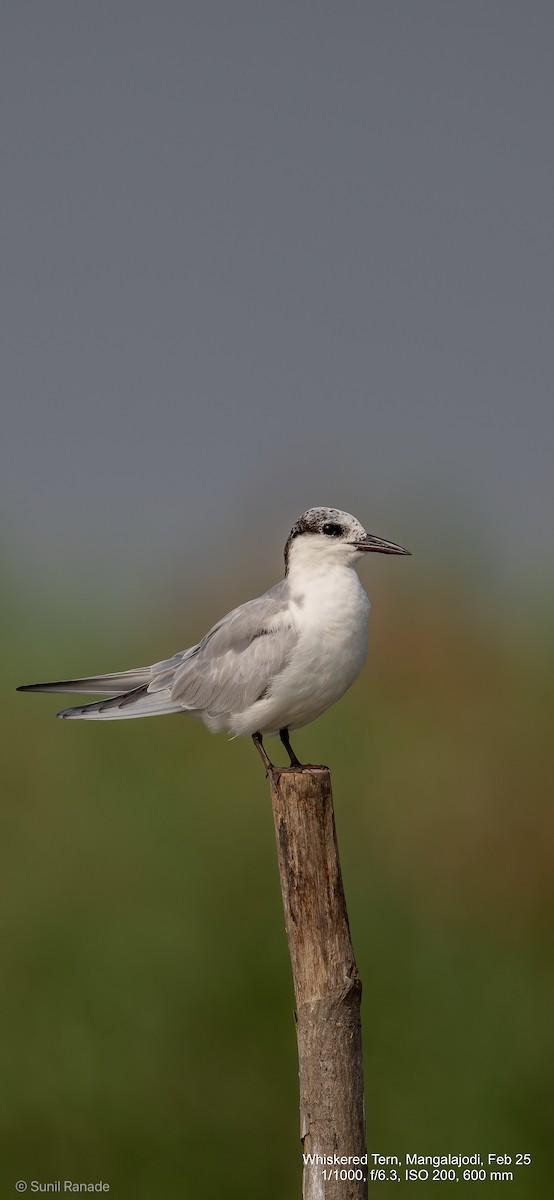 Whiskered Tern - ML640653679