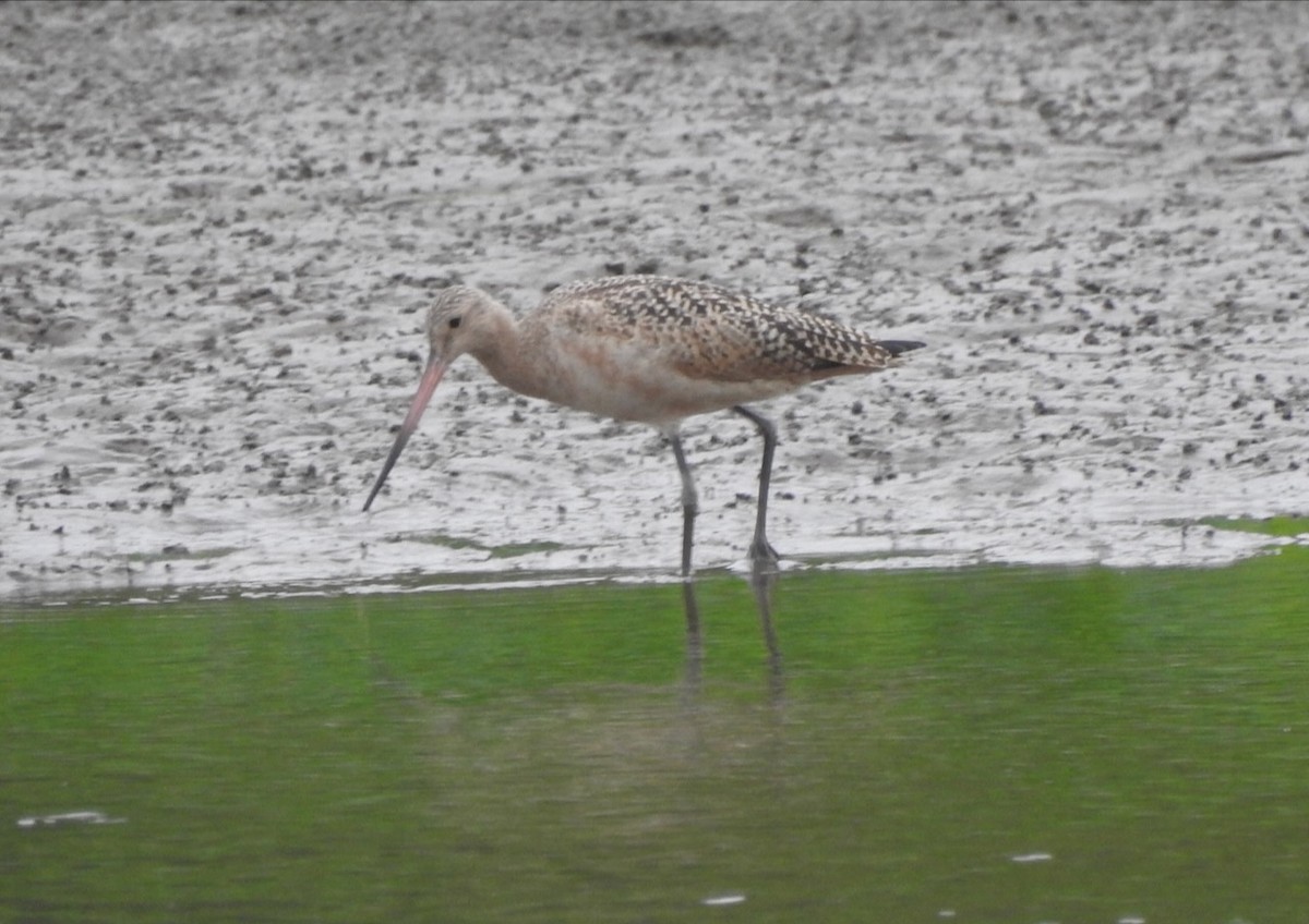 Marbled Godwit - ML640653683