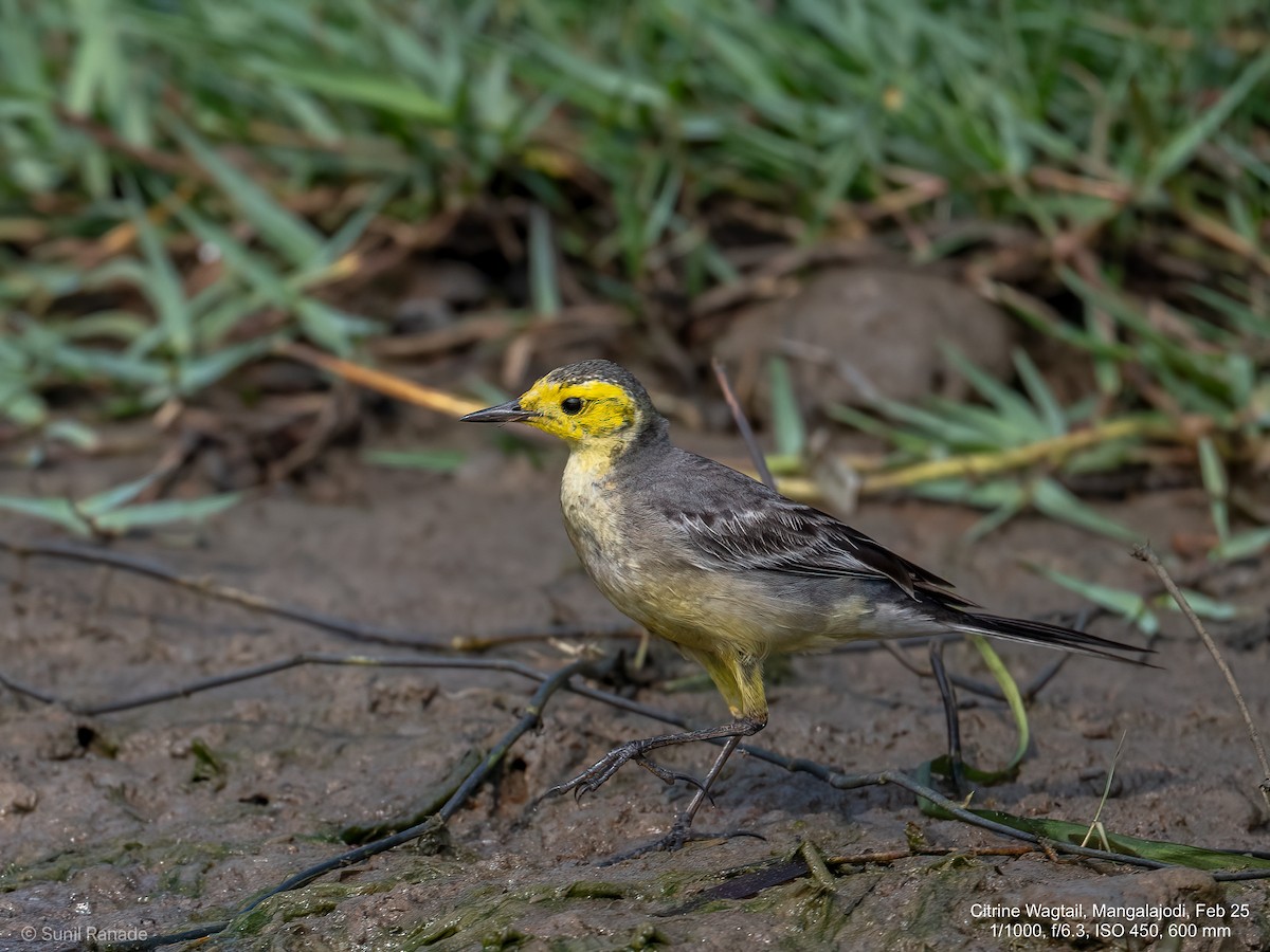 Citrine Wagtail - ML640653717