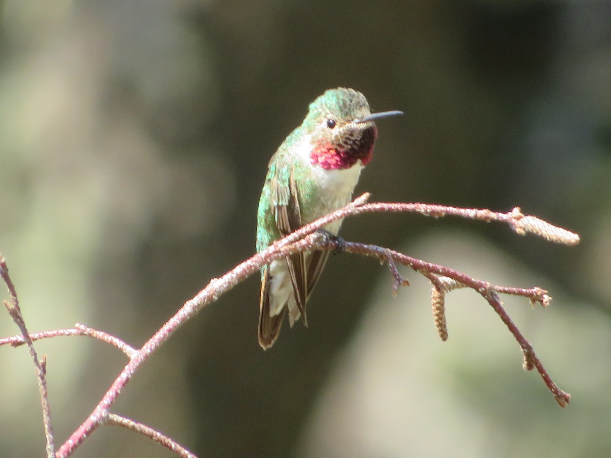 Broad-tailed Hummingbird - ML640653741