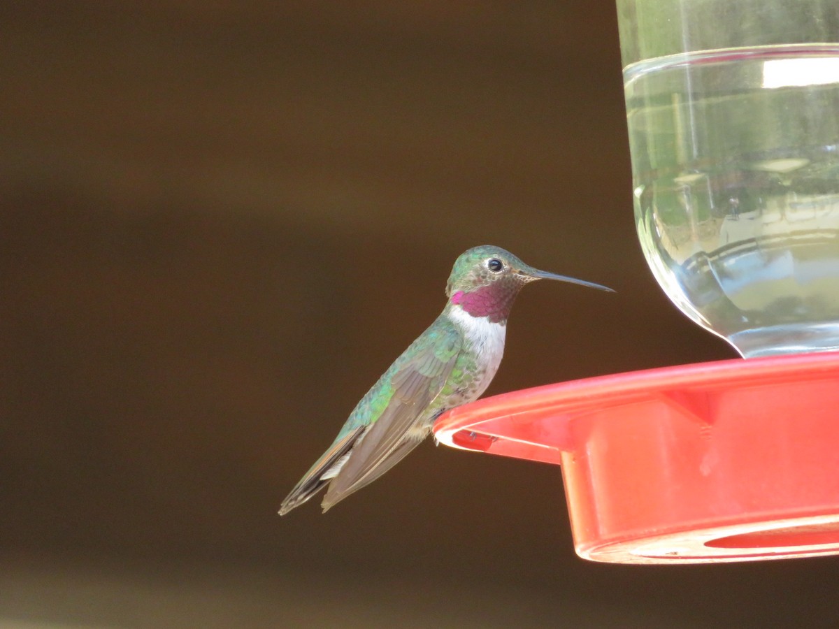 Broad-tailed Hummingbird - ML640653742