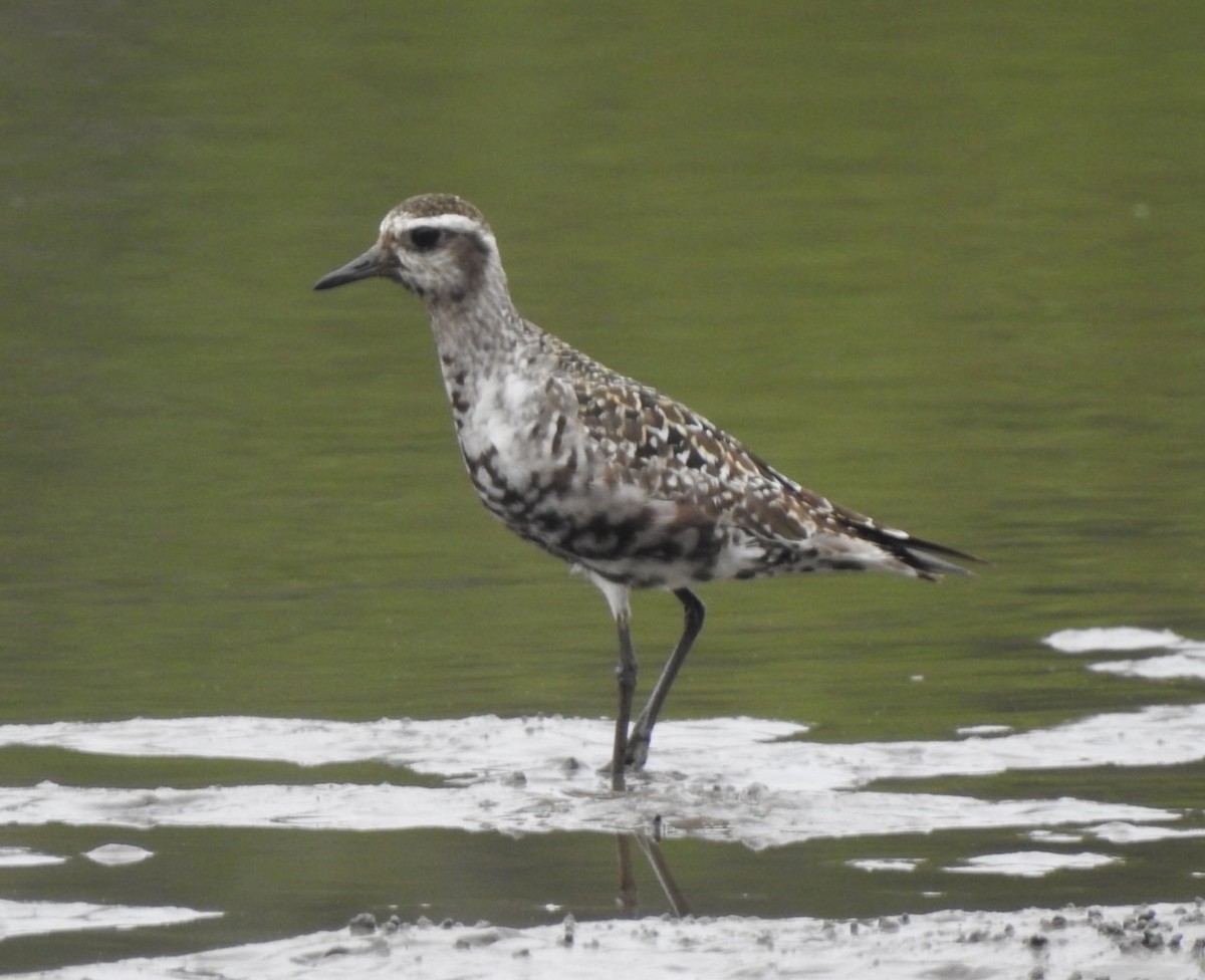 American Golden-Plover - ML640653747
