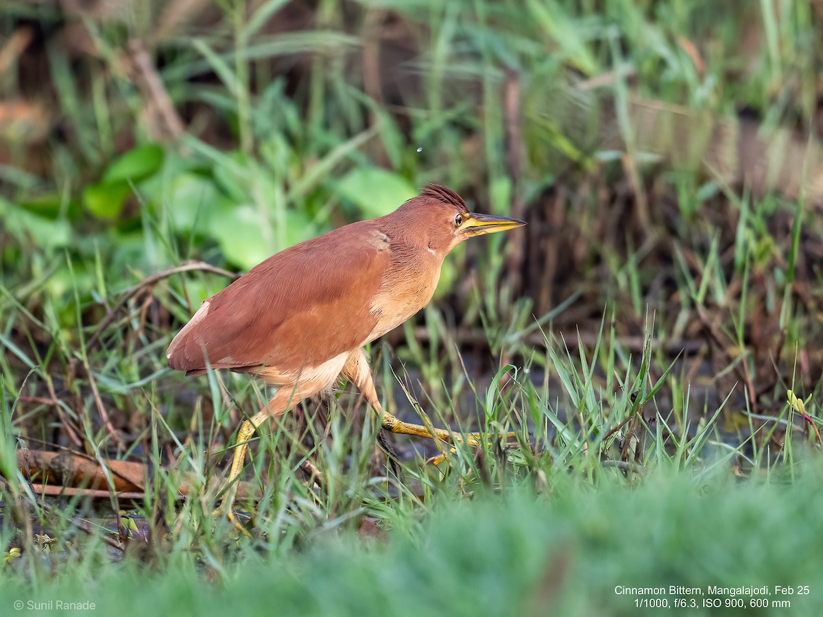 Cinnamon Bittern - ML640653751