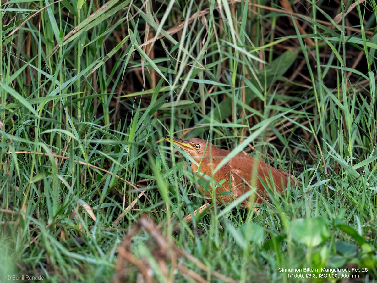 Cinnamon Bittern - ML640653752
