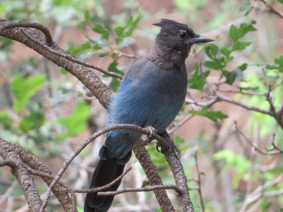 Steller's Jay - ML640653757