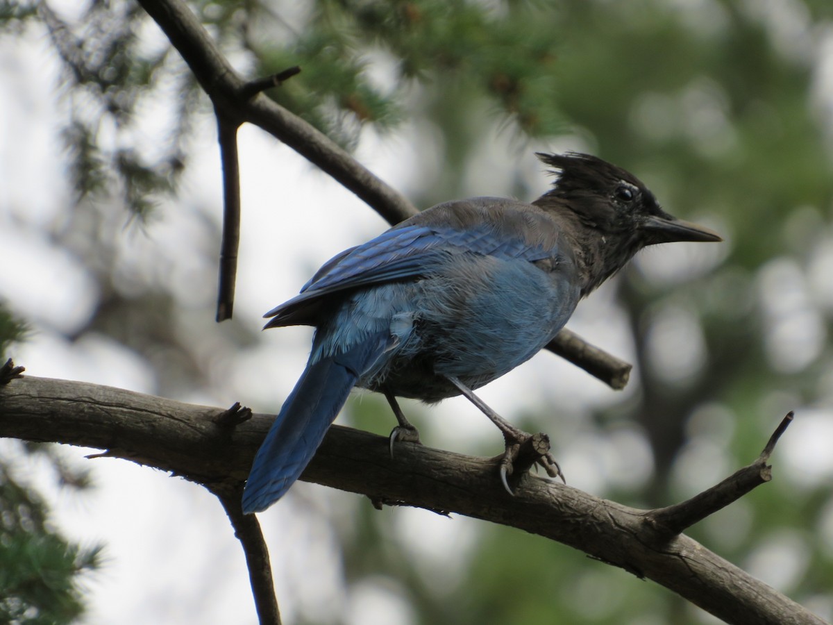 Steller's Jay - ML640653758
