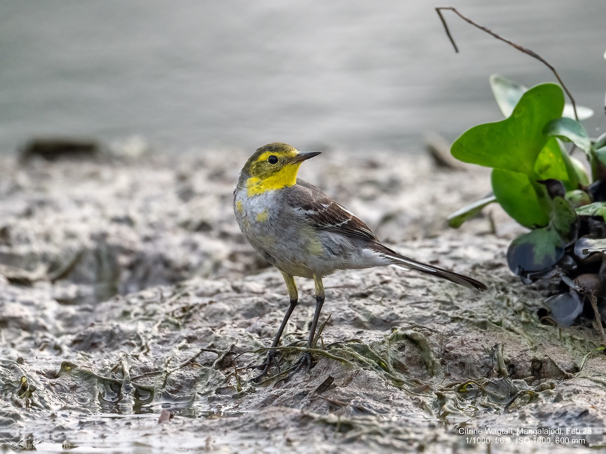Citrine Wagtail - ML640653760