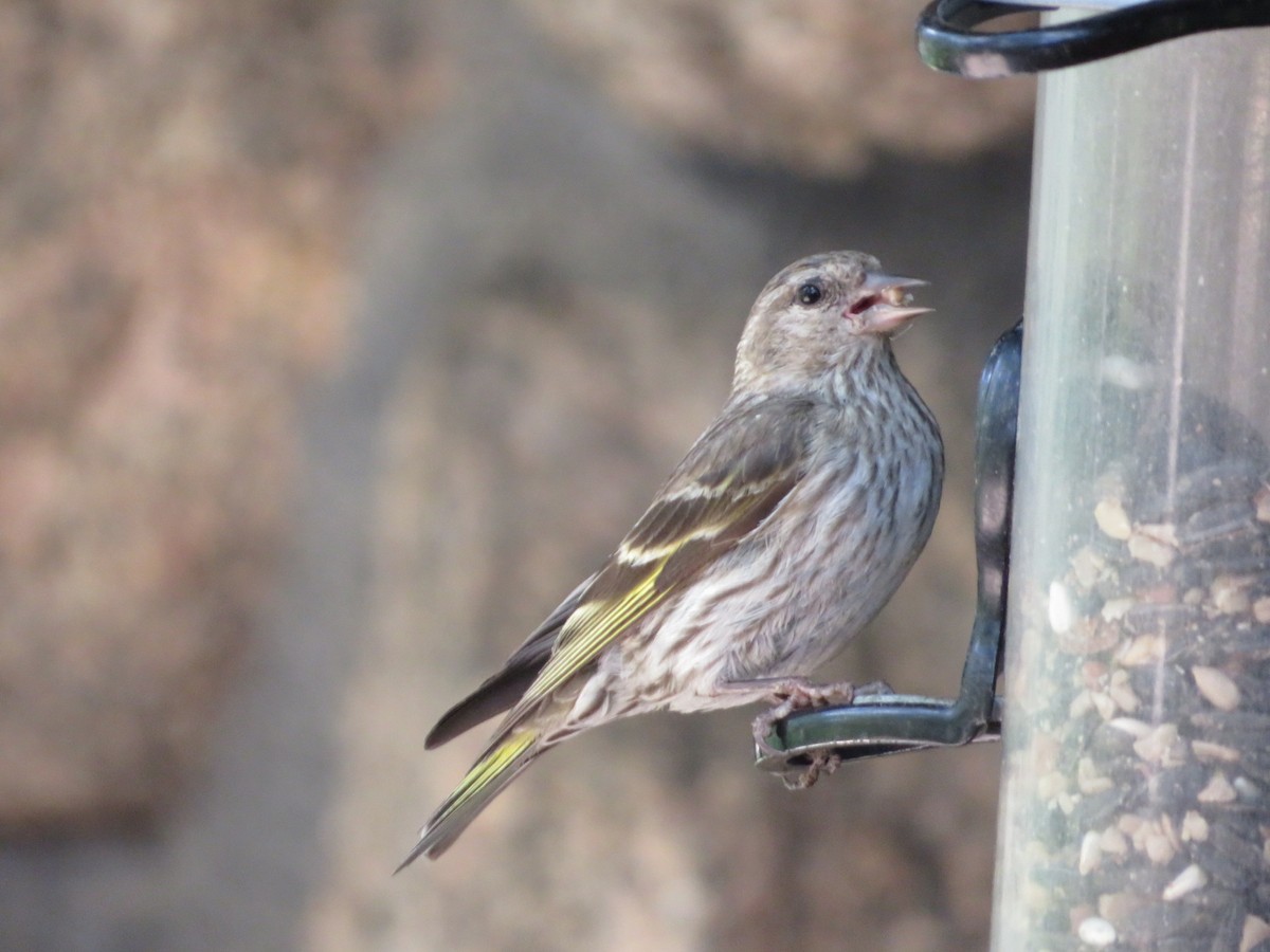 Pine Siskin - ML640653768