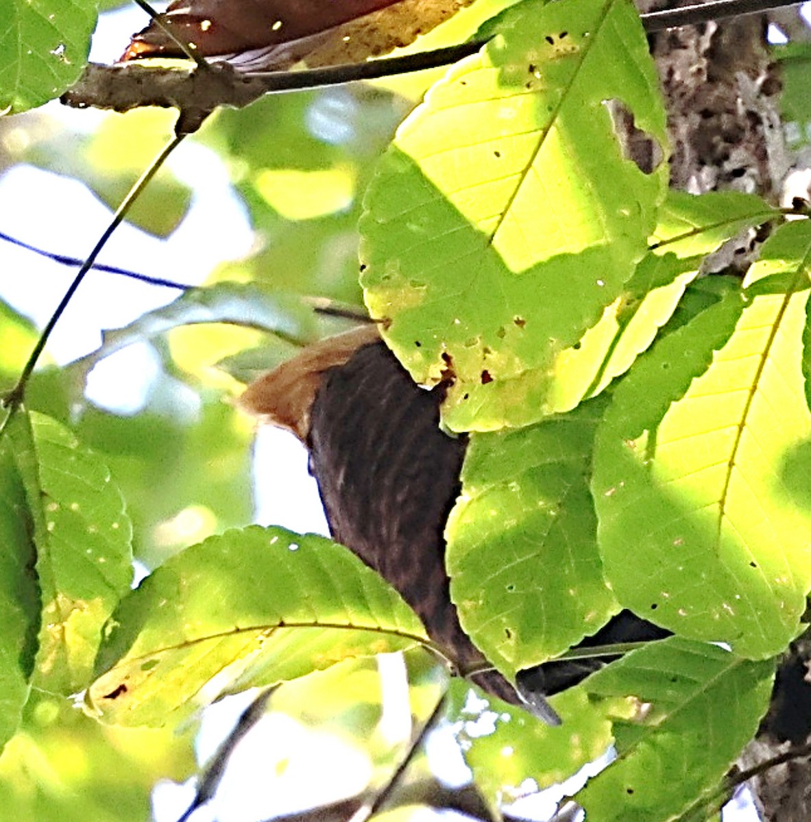 Ringed Woodpecker - ML640653771