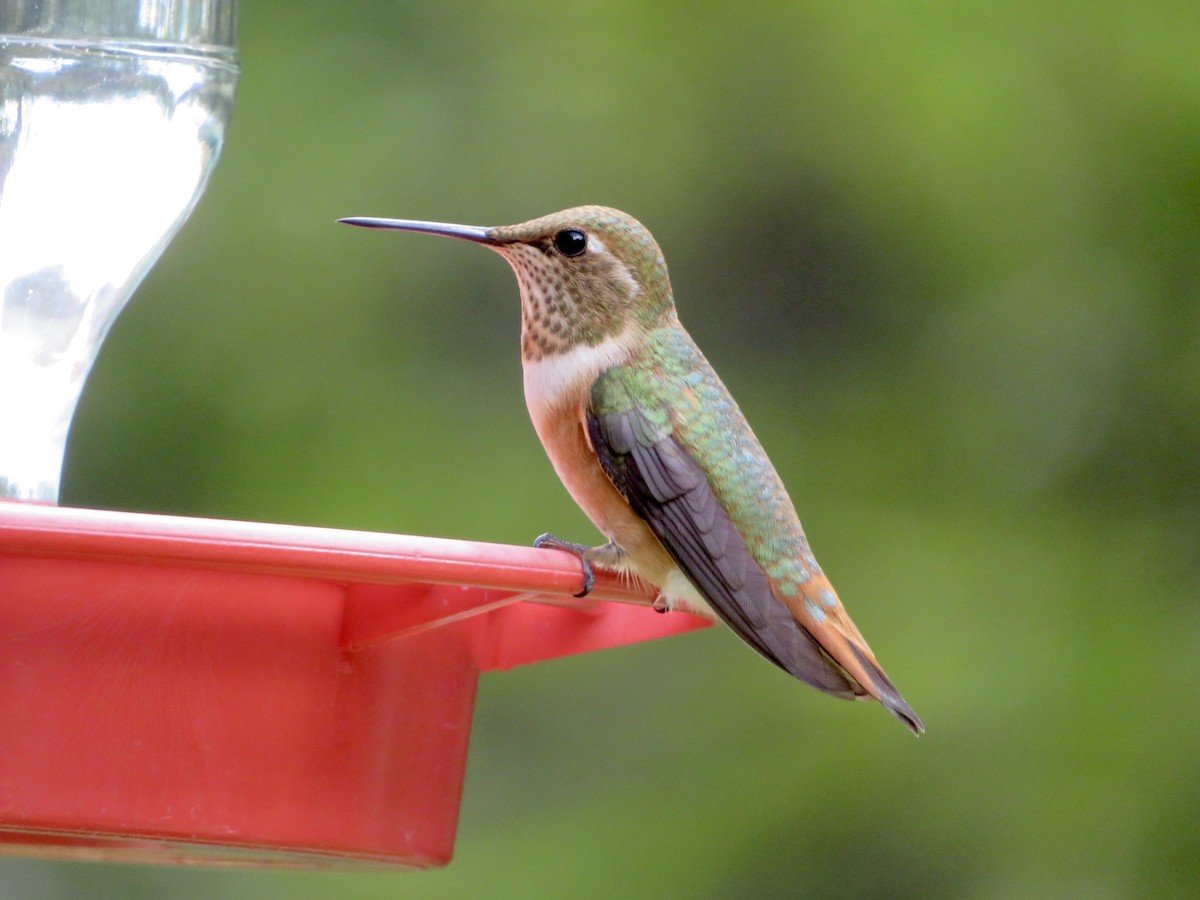 Rufous Hummingbird - ML640653781